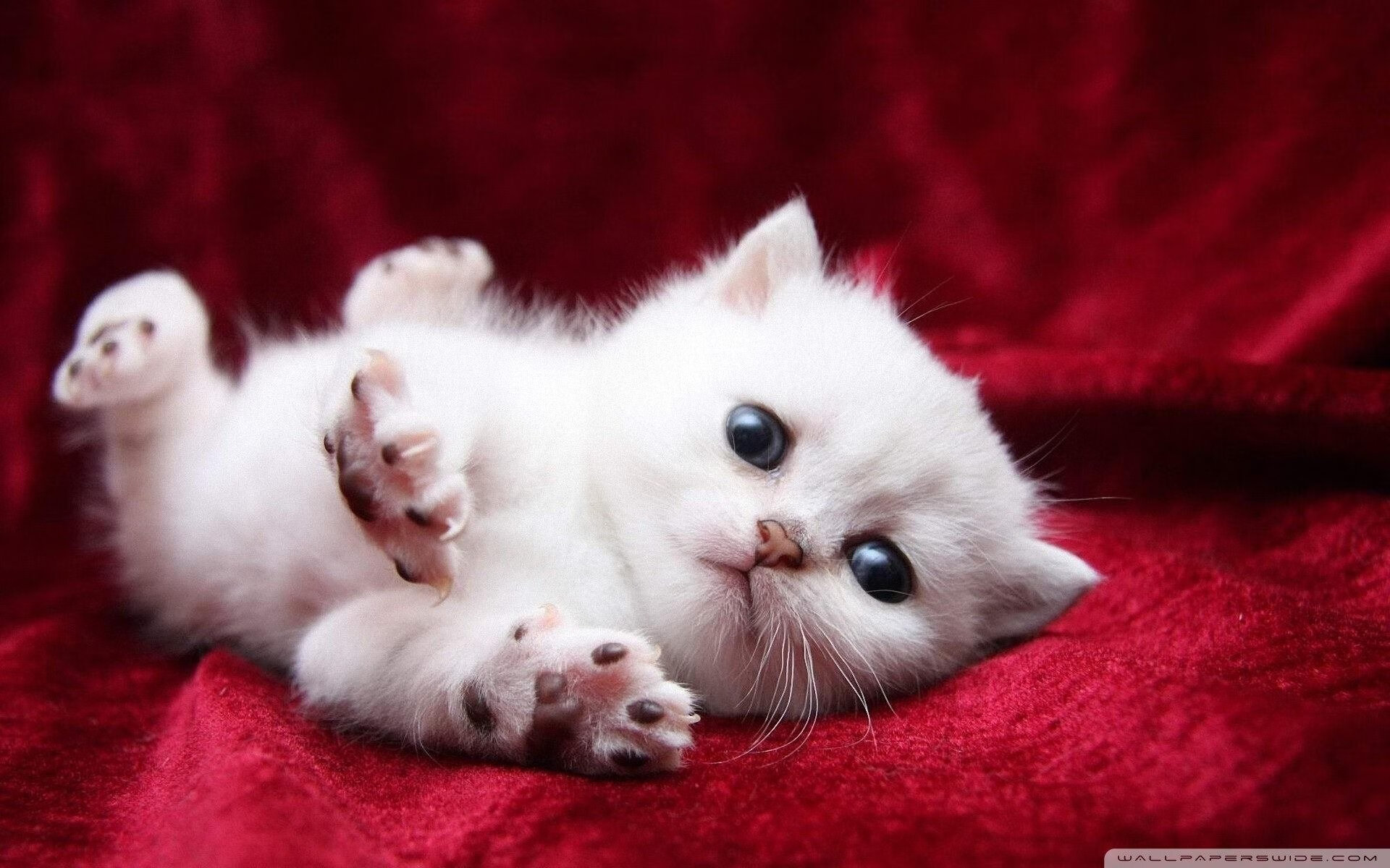 字母哥状态火热，灰熊连续得分压制深圳队，一场跨越地域的篮球对话