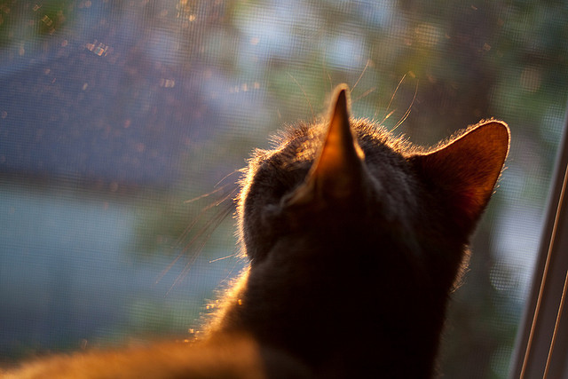 鹈鹕展翅破强敌，文班亚马稳定输出助球队硬仗取胜湖人